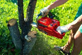 Stump grinding Sydney